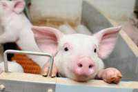 В Минусинском районе суд приостановил работу свинокомплекса