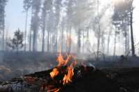 На юге края потушены три лесных пожара