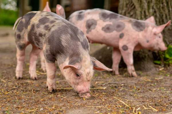 На юге Красноярского края зарегистрирован очередной случай африканской чумы свиней