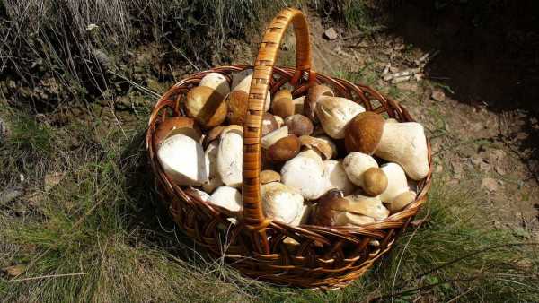 В Минусинском районе разыскивали троих грибников