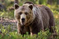 В посёлке под Красноярском застрелили медведя в летней кухне пенсионеров