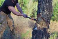 В Минусинске выявляют незаконную вырубку леса