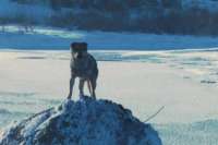 Минусинские спасатели сняли с оторвавшейся льдины щенка