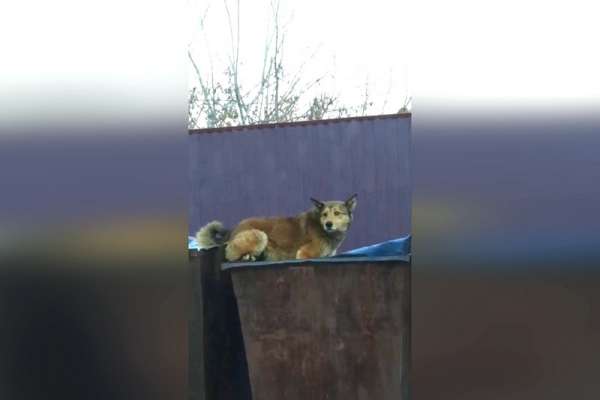 Бродячие собаки в Минусинске вызывают беспокойство у горожан