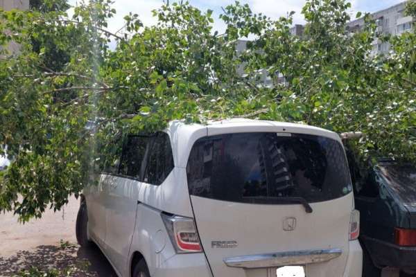 В Минусинске из-за сильного ветра на две машины упало дерево