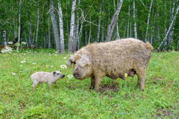 В Красноярском крае разводят свиней, похожих на овец