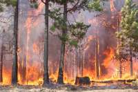 В Хакасии локализован крупный лесной пожар