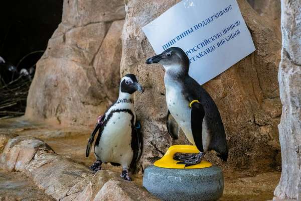 В Красноярске пингвины из «Роева ручья» сыграли в керлинг