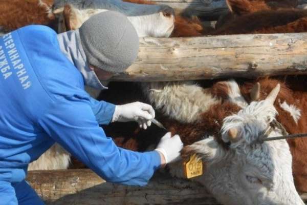 Ветеринары Красноярского края могут рассчитывать на миллион рублей после обустройства на селе