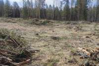 На юге Красноярского края предприниматель незаконно вырубил леса на 5 млн рублей