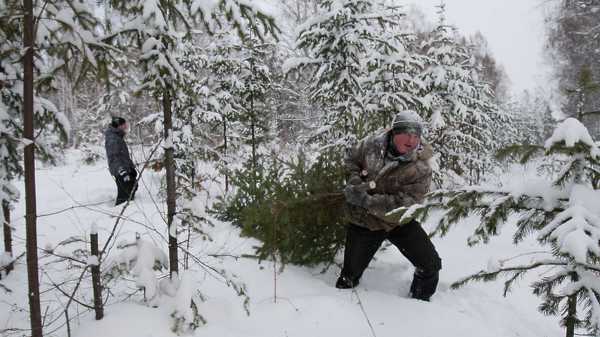 В Красноярском крае к Новому году заготовят 15 тысяч елей