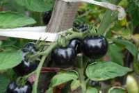 В огороде жительницы Минусинска растут томаты 120 сортов (фото)