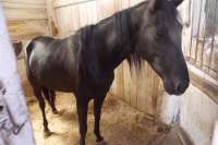 Житель Курагинского района продавал ворованных лошадей ради мечты