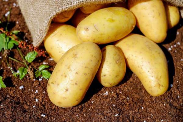 Погорельцев в Красноярском крае обеспечат семенами картофеля и «борщевым набором»