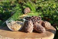 В Сибири неурожай кедрового ореха вызовет рост его стоимости