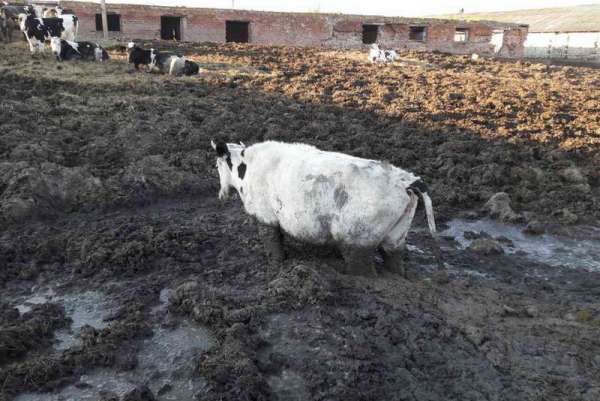 В хозяйстве Балахтинского района коровы тонут в навозе, полиция начала проверку