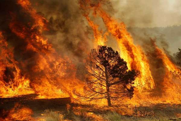 На юге края бушуют лесные пожары