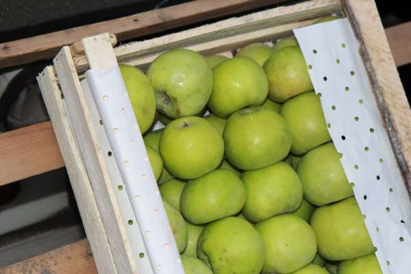 В Красноярске уничтожили 20 тонн яблок из Киргизии