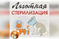 В Минусинске оказывают услуги по бесплатной стерилизации кошек и собак