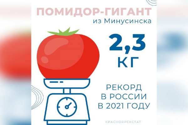 Красноярский край является лидером в Енисейской Сибири по выращиванию помидоров