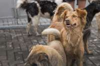 В Минусинске собаки покусали 117 человек