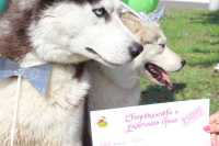 В Красноярском крае женятся даже собаки
