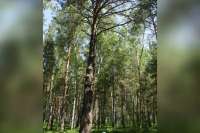 Жители Красноярского края могут отдать голос за дерево, которое «видело» вождя революции