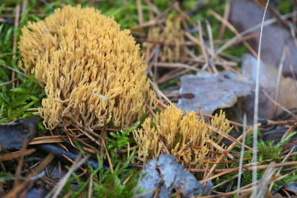 В национальном парке «Шушенский бор» сфотографировали необычный гриб «оленьи рожки»