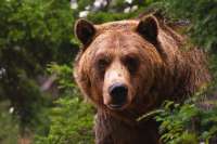 В природном парке «Ергаки» открыли охоту на медведей
