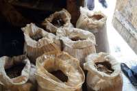 Житель Красноярского края заготовил впрок почти 30 кг марихуаны