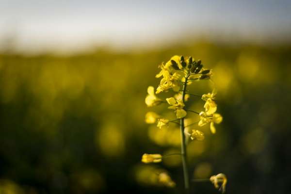 На юге Красноярского края выращивают культуры с применением непроверенных пестицидов