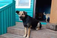 Жителю Красноярского края вынесли приговор за жестокое обращение с животными
