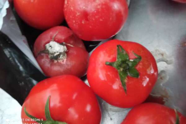 В Красноярске уничтожили 18 тонн зараженных томатов