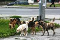 В Черногорске мальчика спасли от бродячих собак