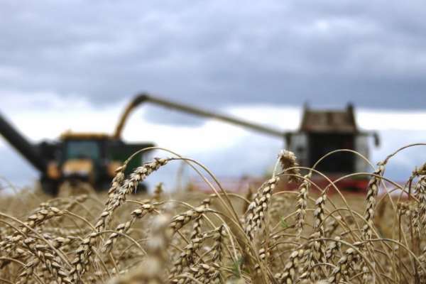 Аграрии Красноярского края в этом году собирают рекордный урожай зерновых