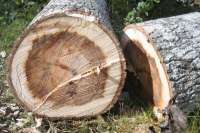 В Красноярске будут судить фигурантов дела о незаконной рубке леса