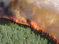 От пожаров леса Минусинского района должны защитить чиновники